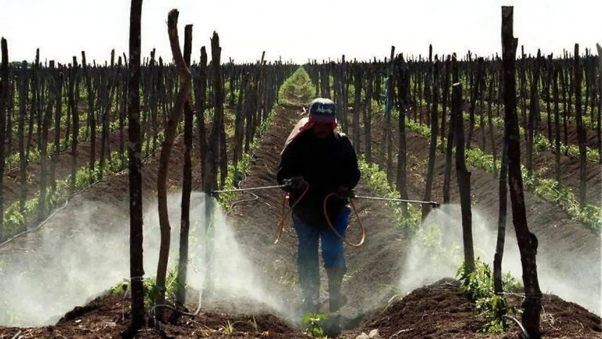 Puebla, primer lugar nacional en venta de plaguicidas ilegales